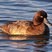 Lesser Scaup